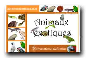 screenshot de www.animauxexotiques.com