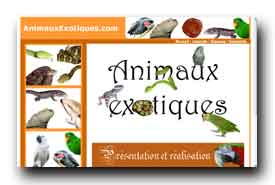 animauxexotiques.com